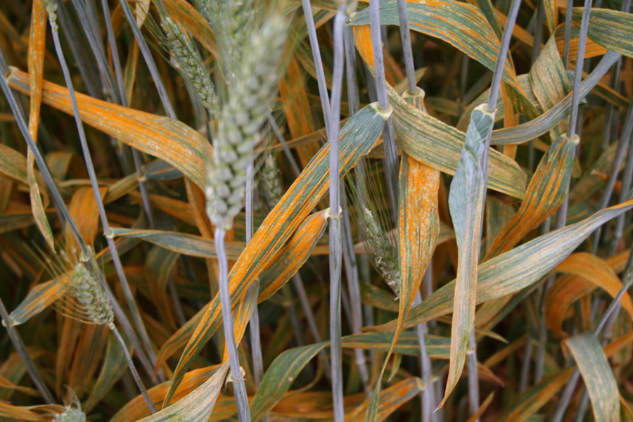Stripe rust on wheat